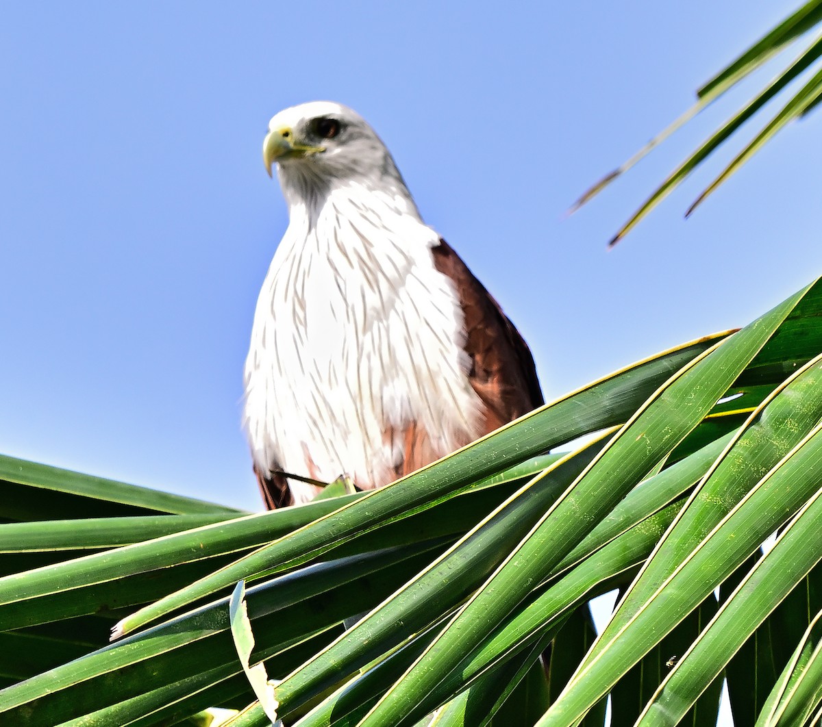 Brahminy Kite - ML644353753