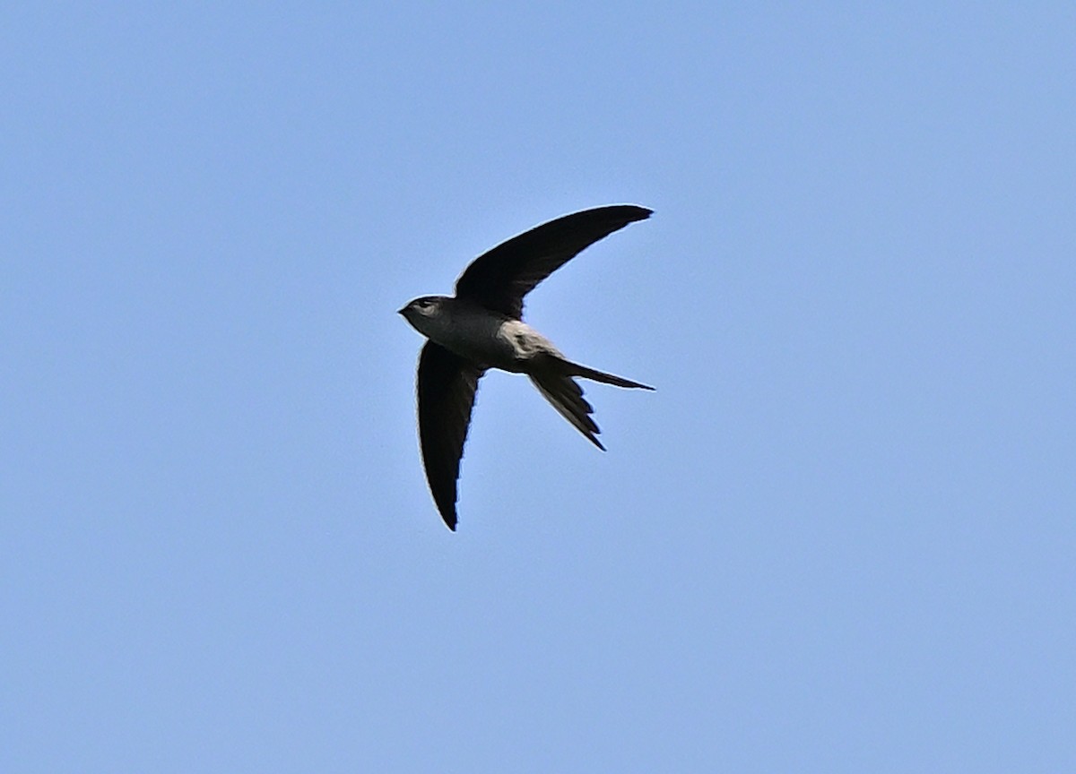 Asian Palm Swift - ML644353757