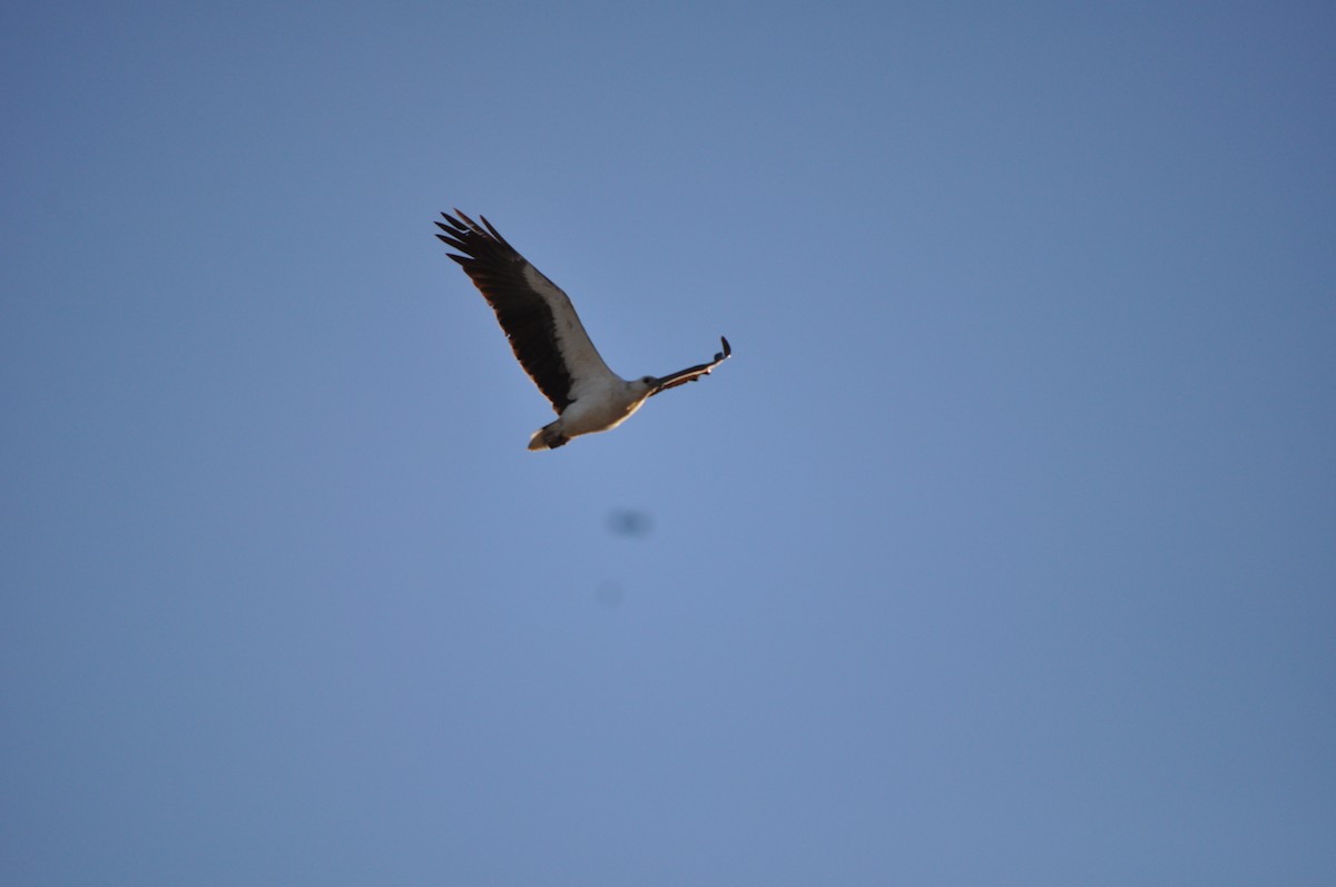 White-bellied Sea-Eagle - ML644353766