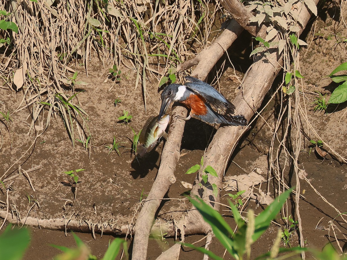 rybařík obojkový - ML644353770