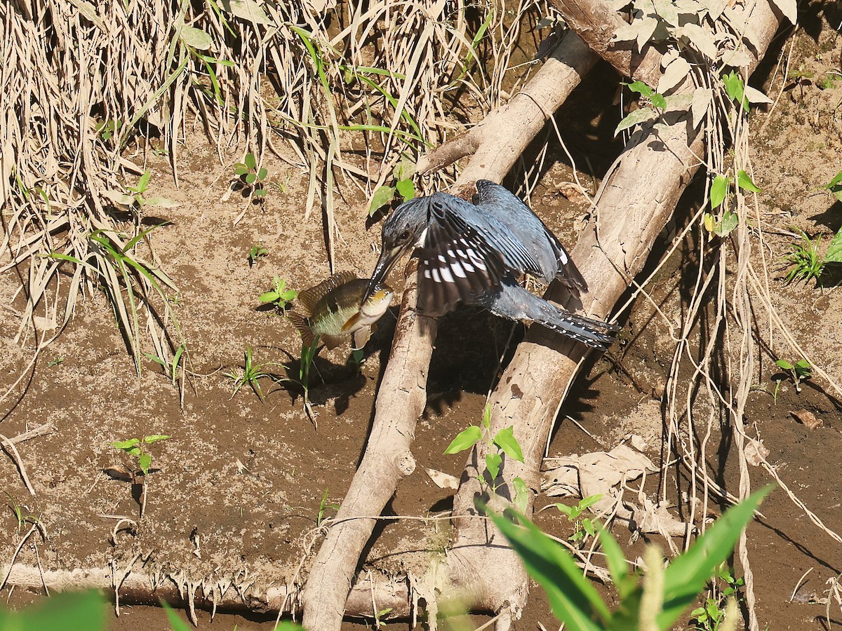 rybařík obojkový - ML644353771