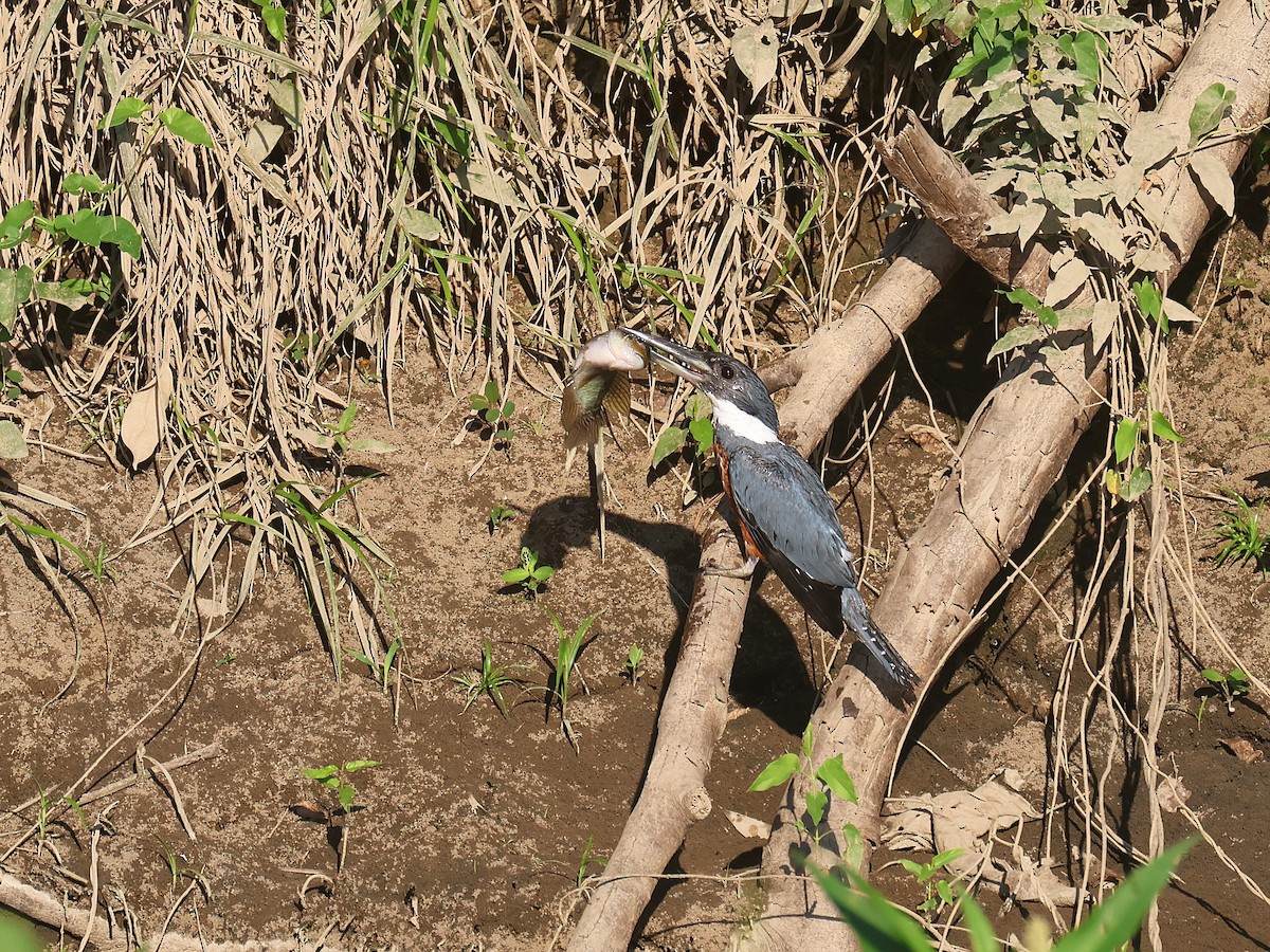 rybařík obojkový - ML644353772