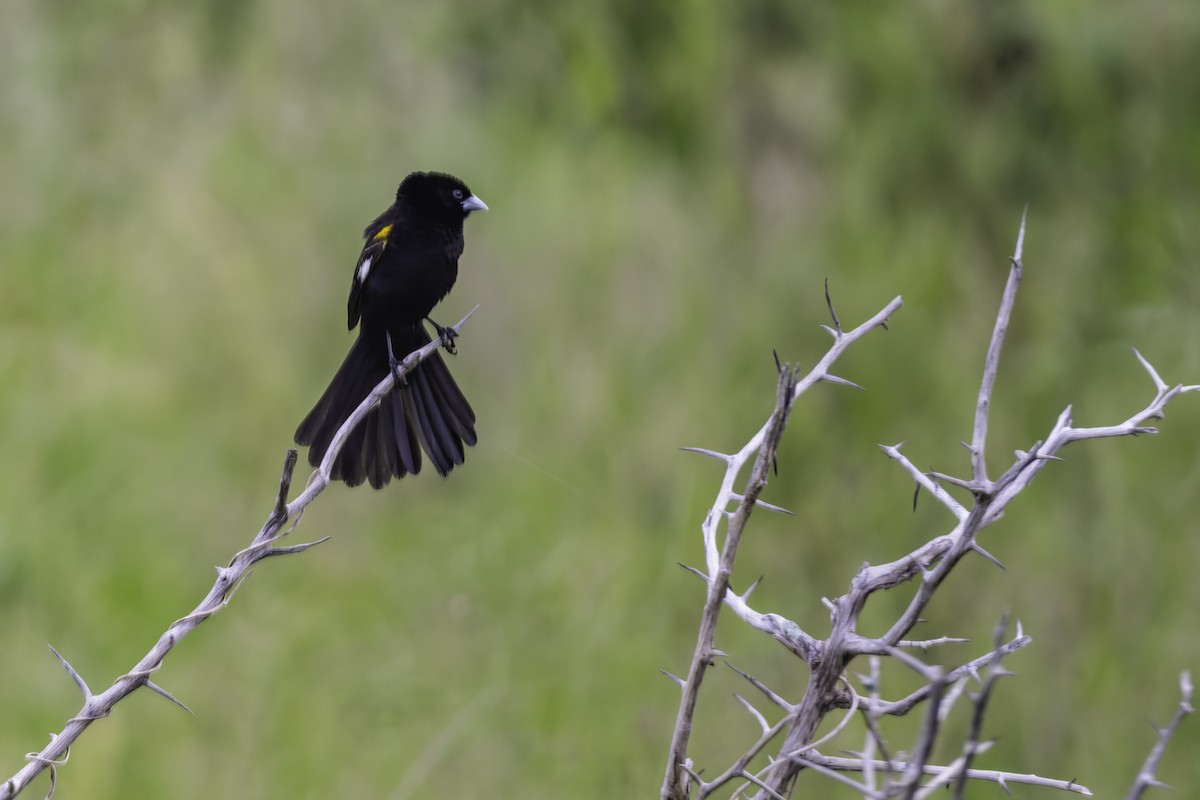 White-winged Widowbird - ML644353776