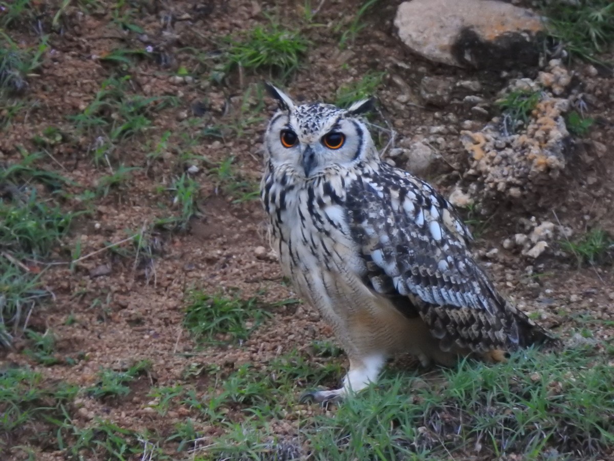 Rock Eagle-Owl - ML644353778