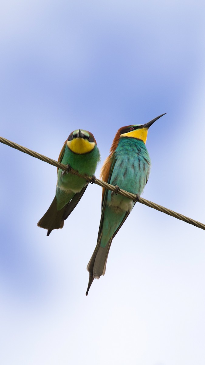 Золотистая щурка - ML644353780