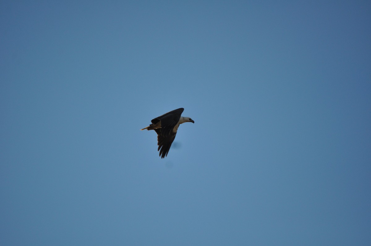 White-bellied Sea-Eagle - ML644353783