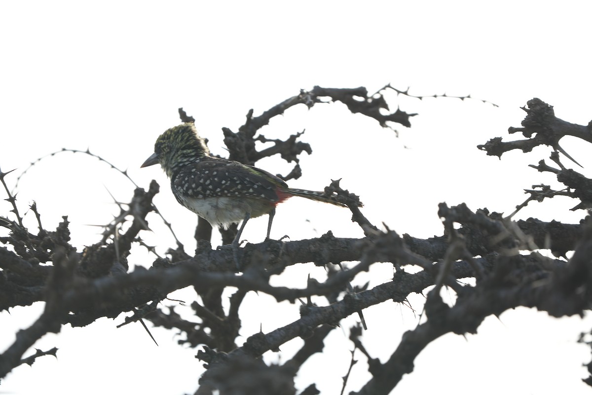 småperleskjeggfugl (usambiro) (masaiperleskjeggfugl) - ML644353792