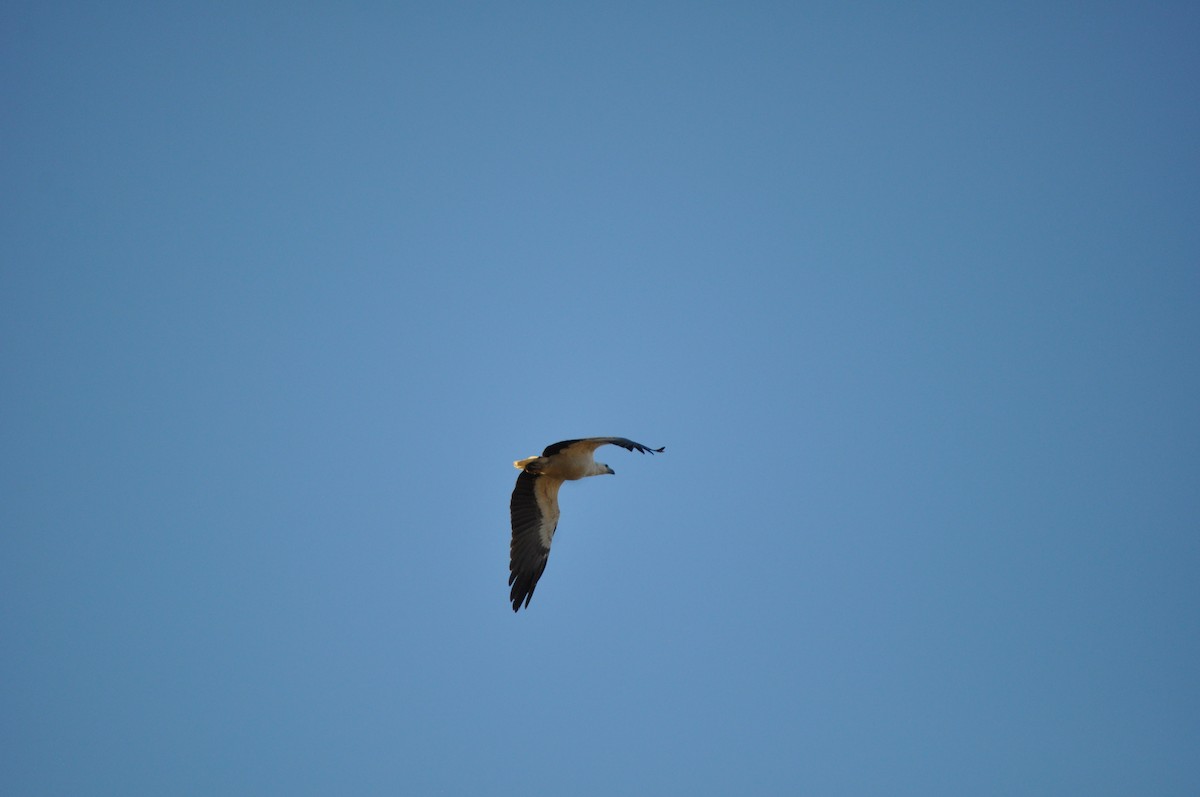 White-bellied Sea-Eagle - ML644353798