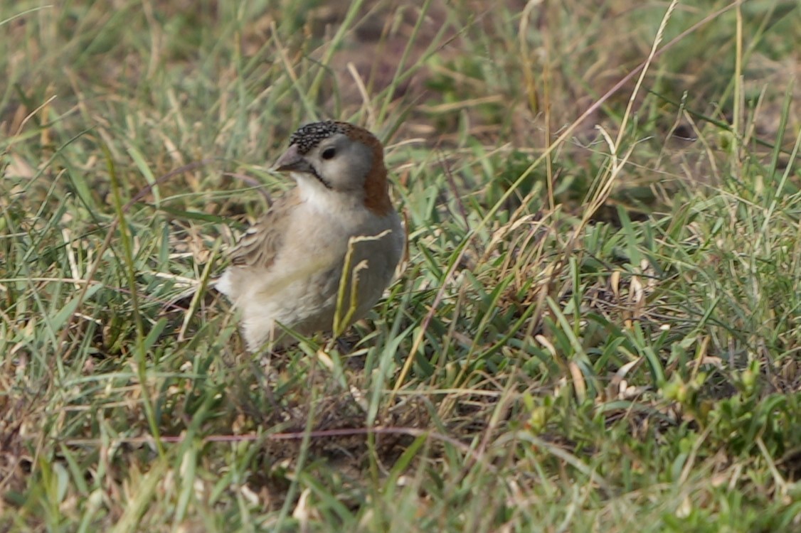 Speckle-fronted Weaver - ML644353800