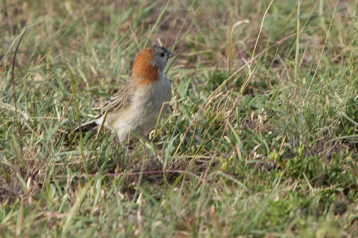 Speckle-fronted Weaver - ML644353801
