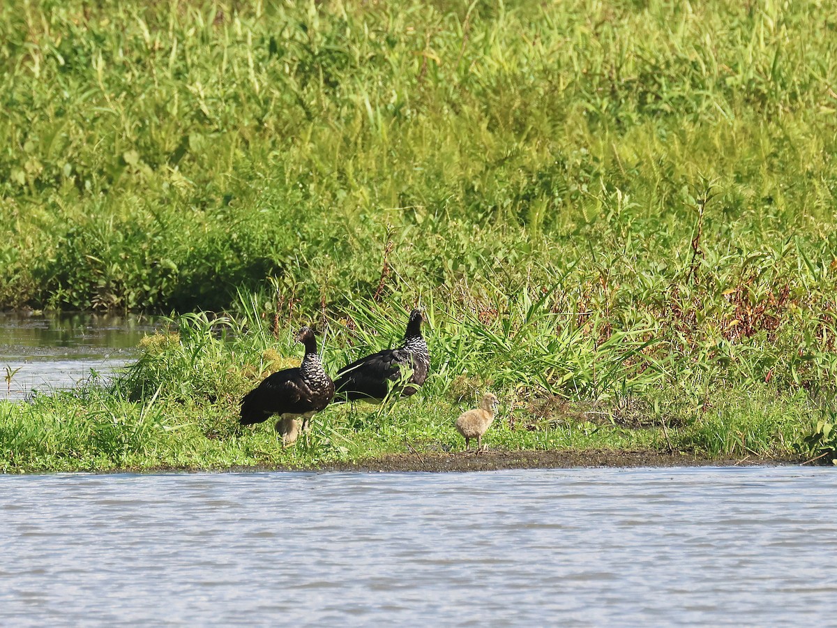 Horned Screamer - ML644353827