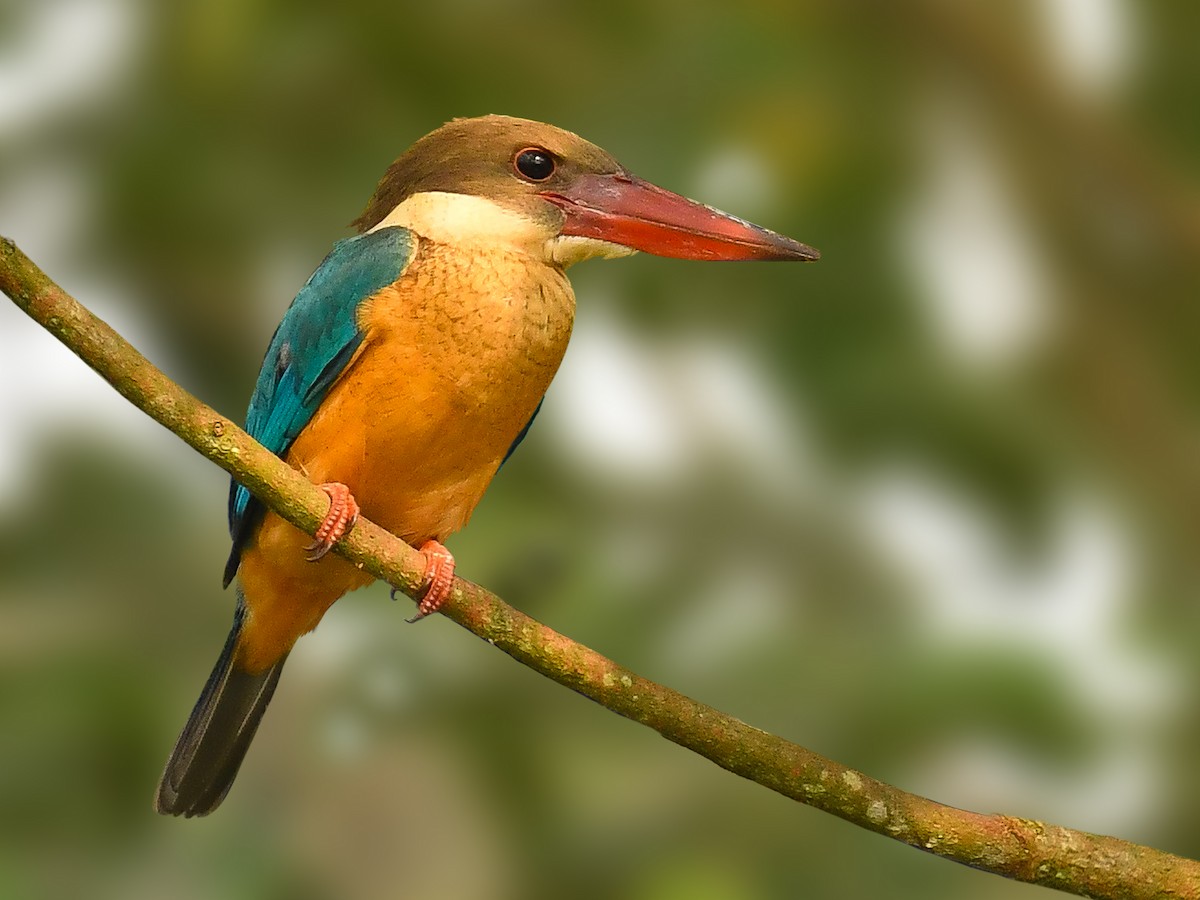 Stork-billed Kingfisher - ML644353828