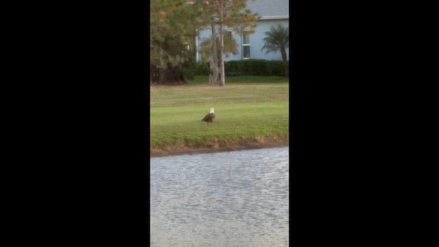 עיטם לבן-ראש - ML644353833