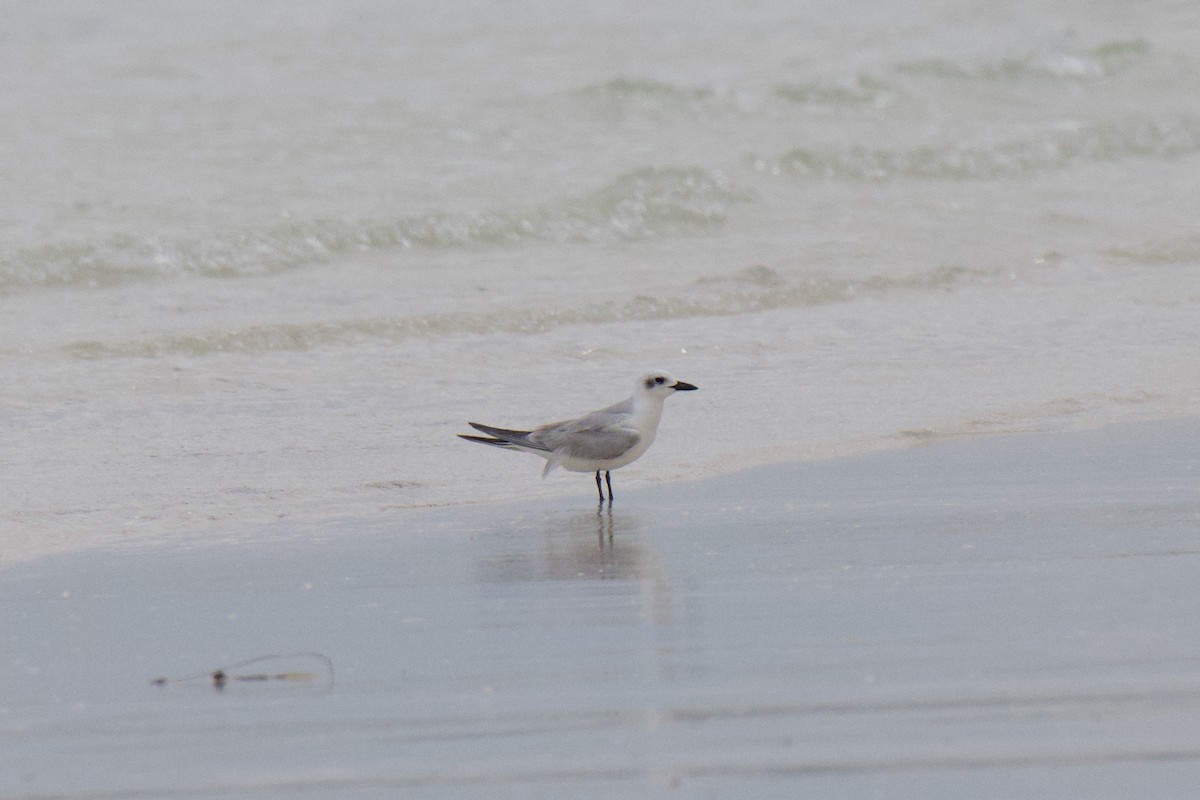 Lachseeschwalbe - ML644353838