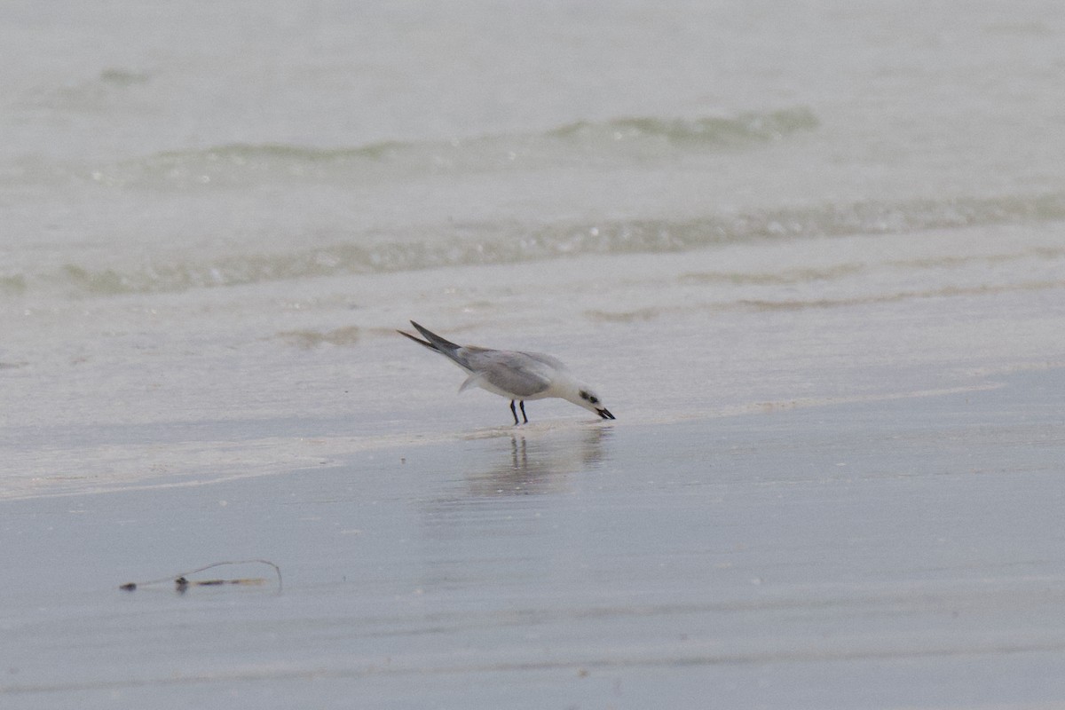 Lachseeschwalbe - ML644353842