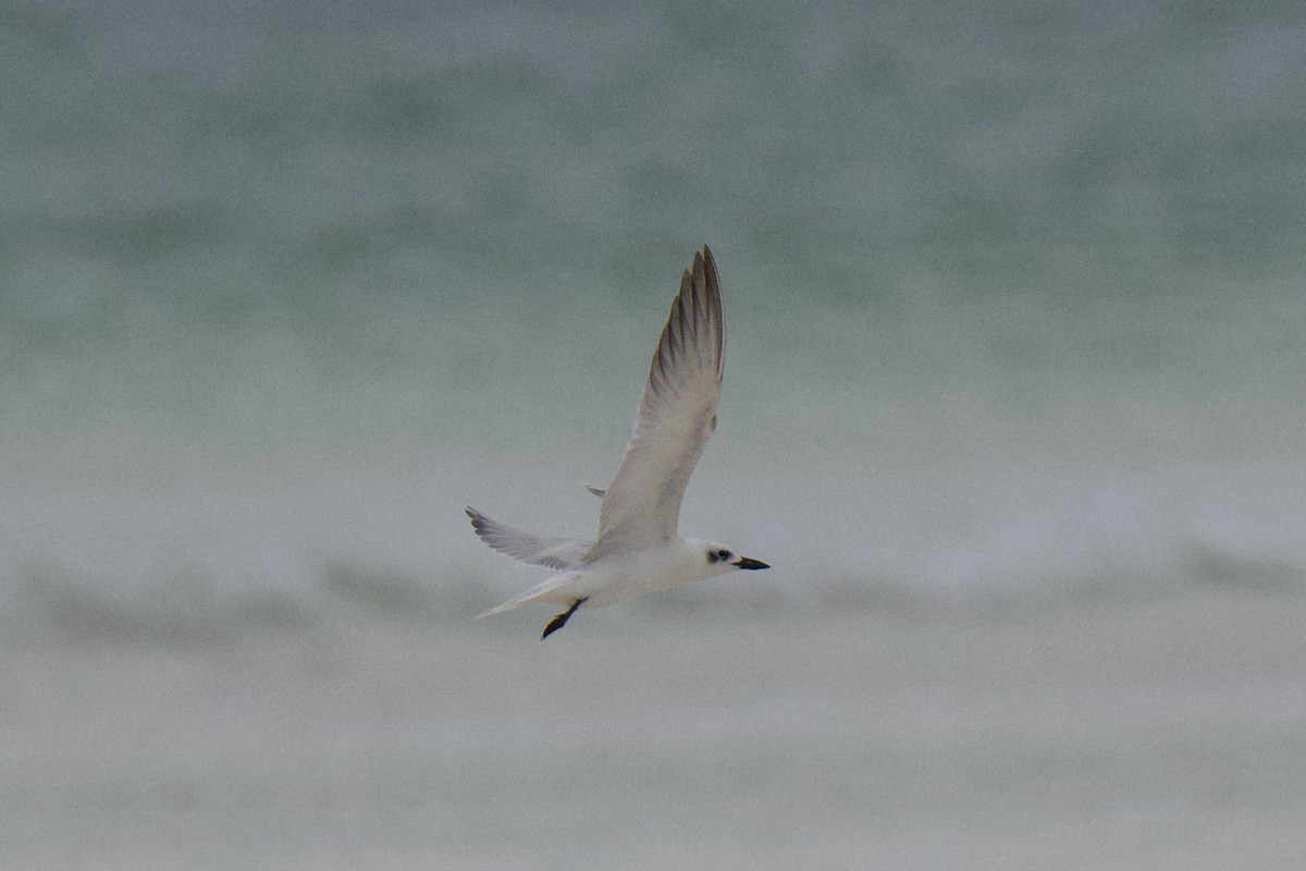 Lachseeschwalbe - ML644353844