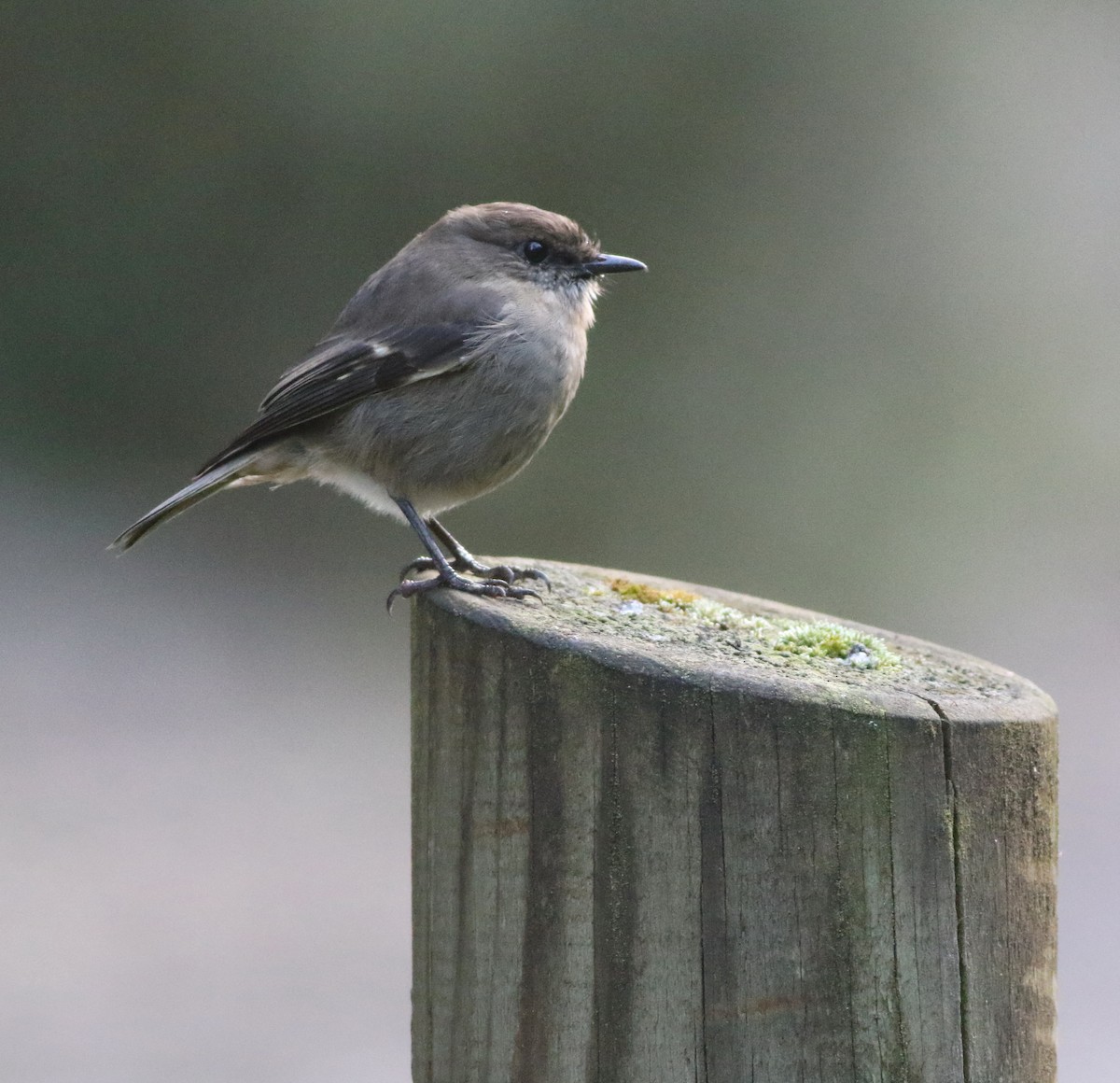 タスマニアヒタキ - ML644353850