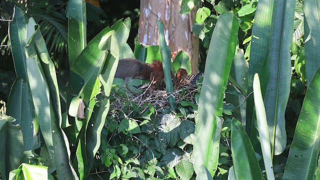 Avetigre Colorada - ML644353854