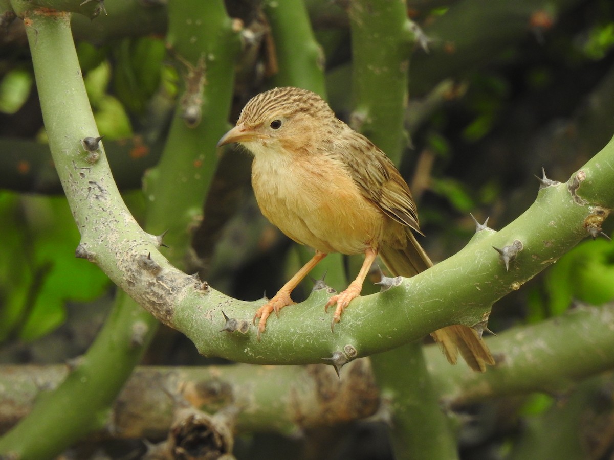 スジカブリヤブチメドリ - ML644353865