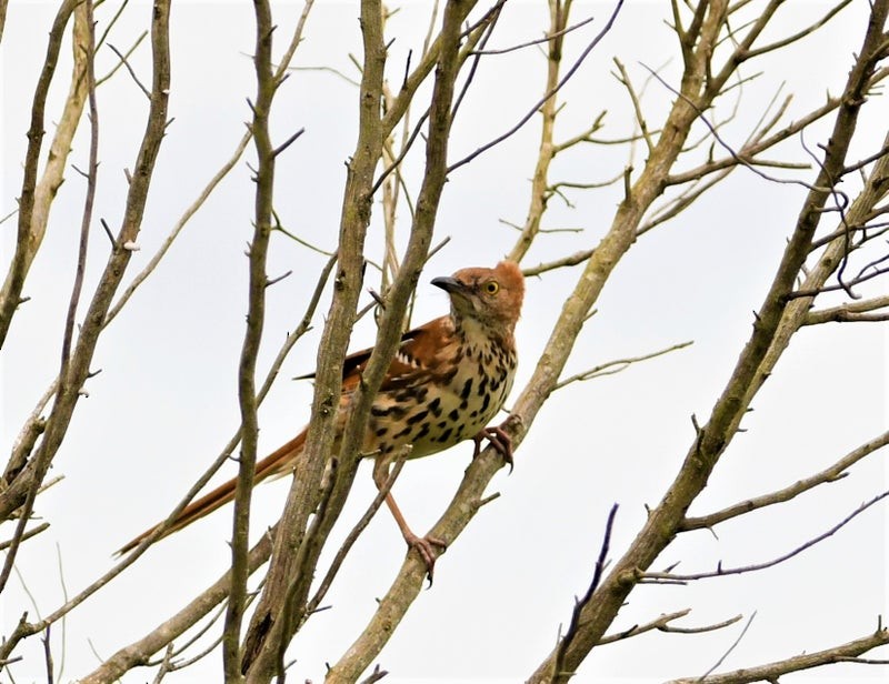 brunspottefugl - ML644353866