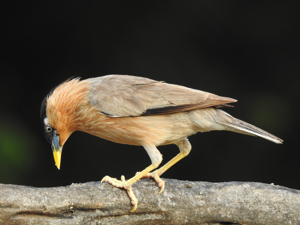 Brahminy Starling - ML644353867