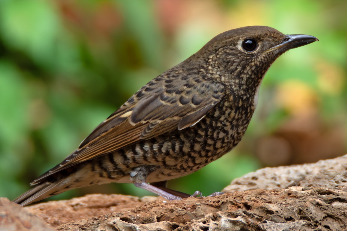White-throated Rock-Thrush - ML644353889