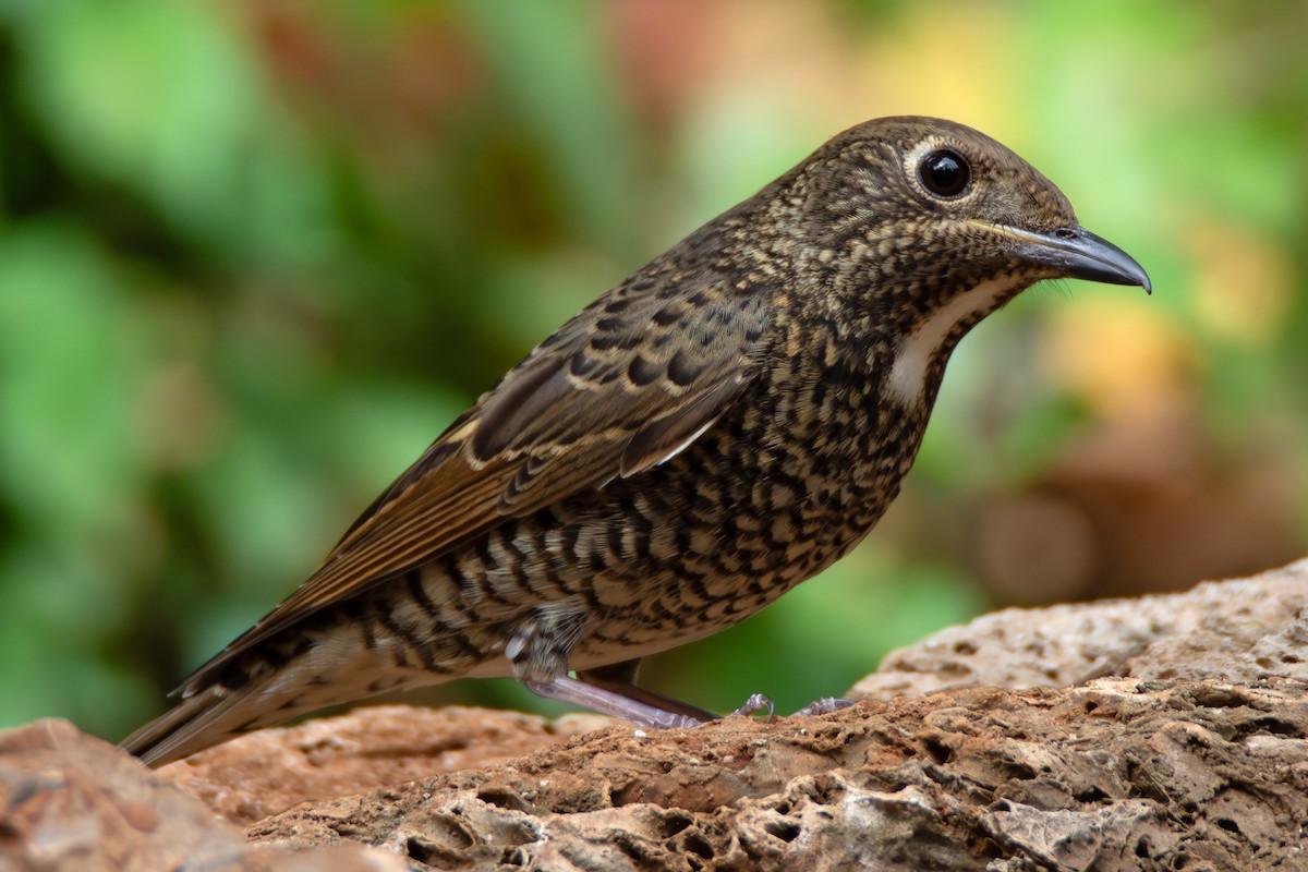 White-throated Rock-Thrush - ML644353890
