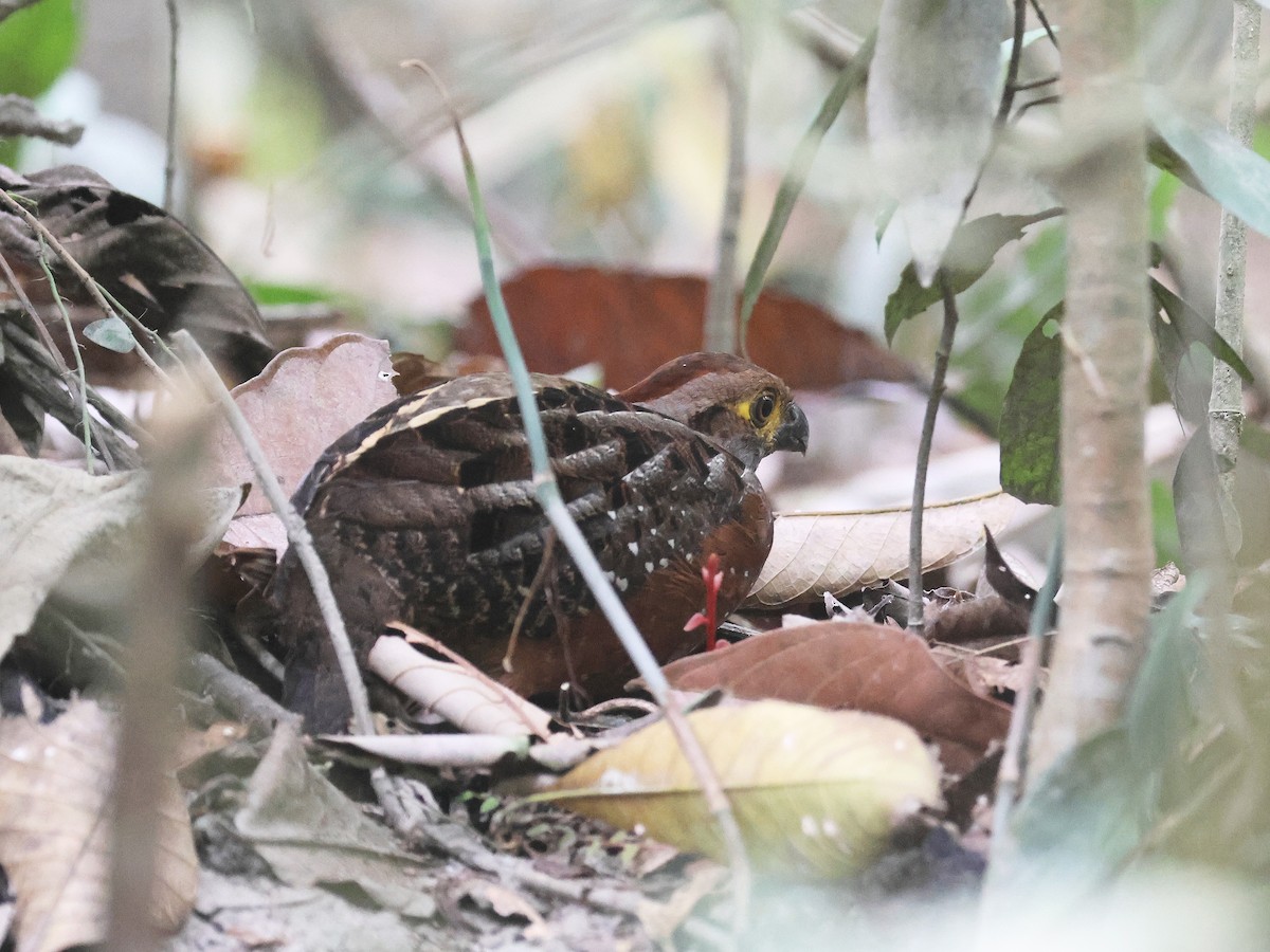 stjernetannvaktel - ML644353898