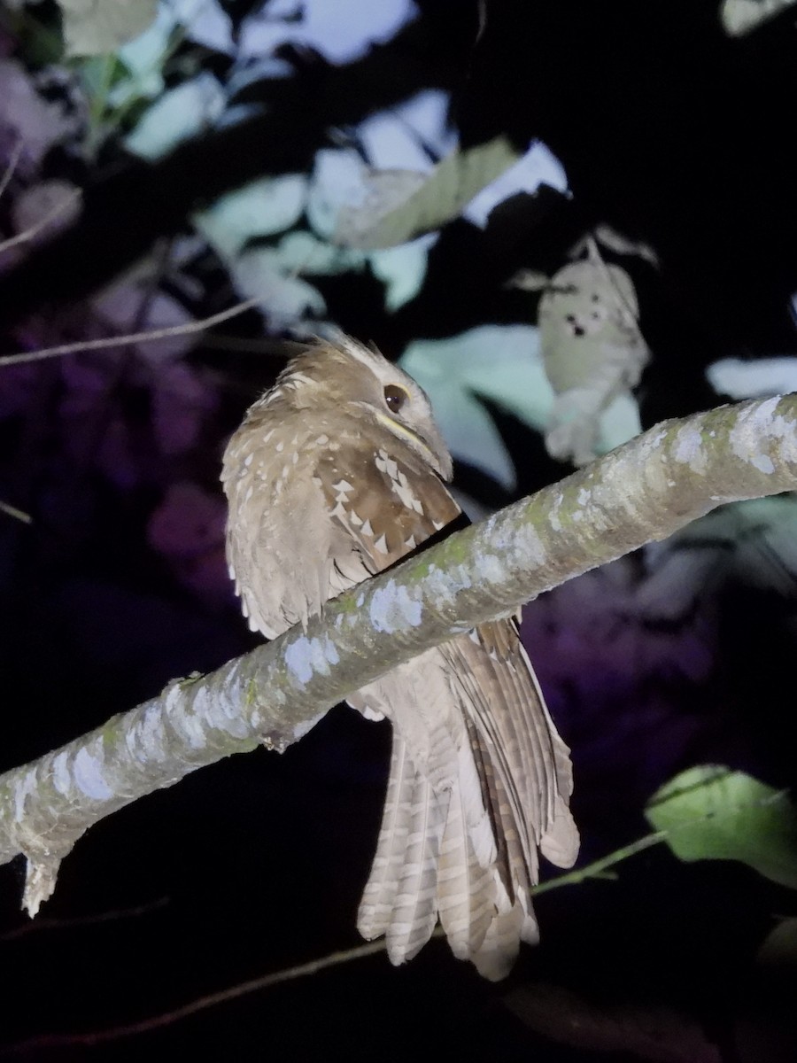 Large Frogmouth - ML644353903