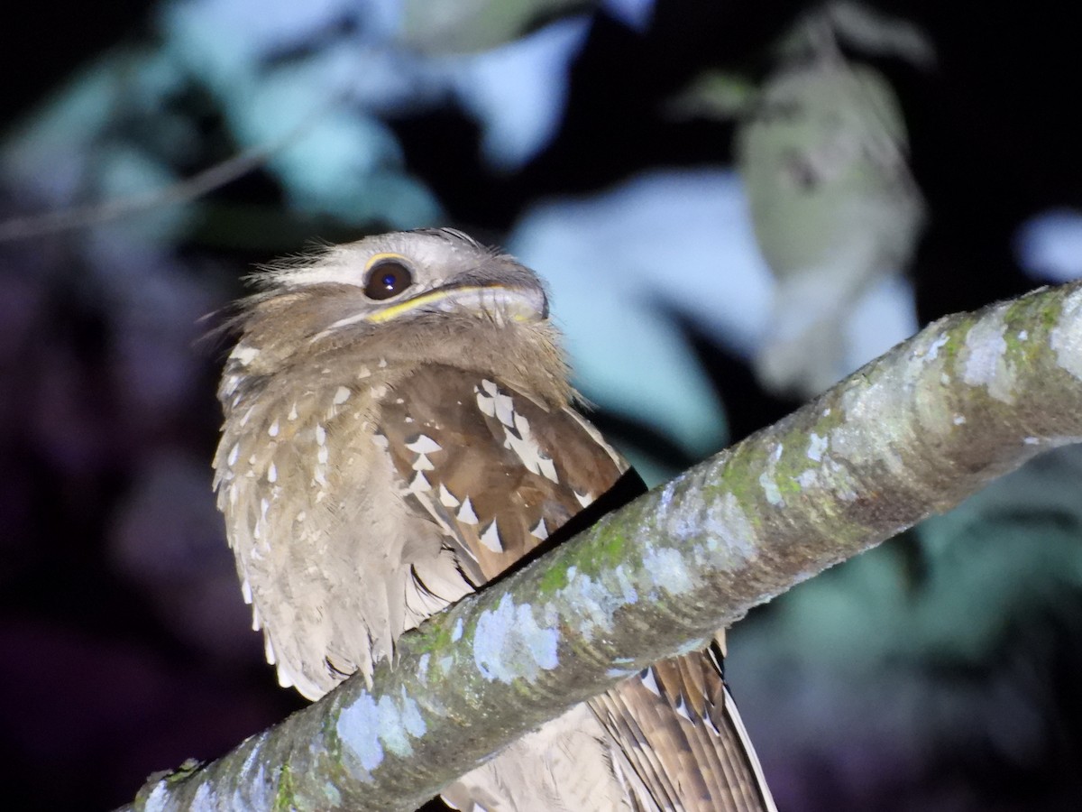 Large Frogmouth - ML644353904