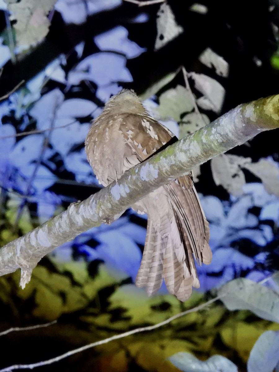 Large Frogmouth - ML644353905