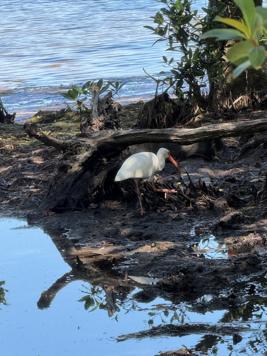 White Ibis - ML644353906