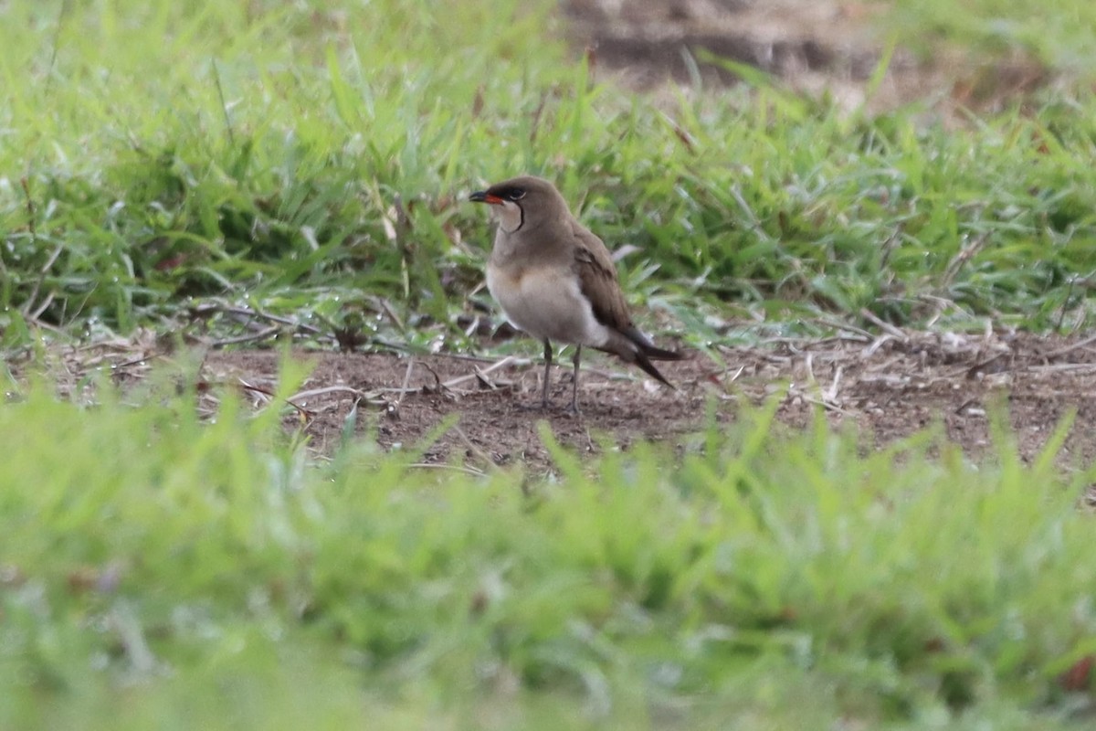 Rotflügel-Brachschwalbe - ML644353913