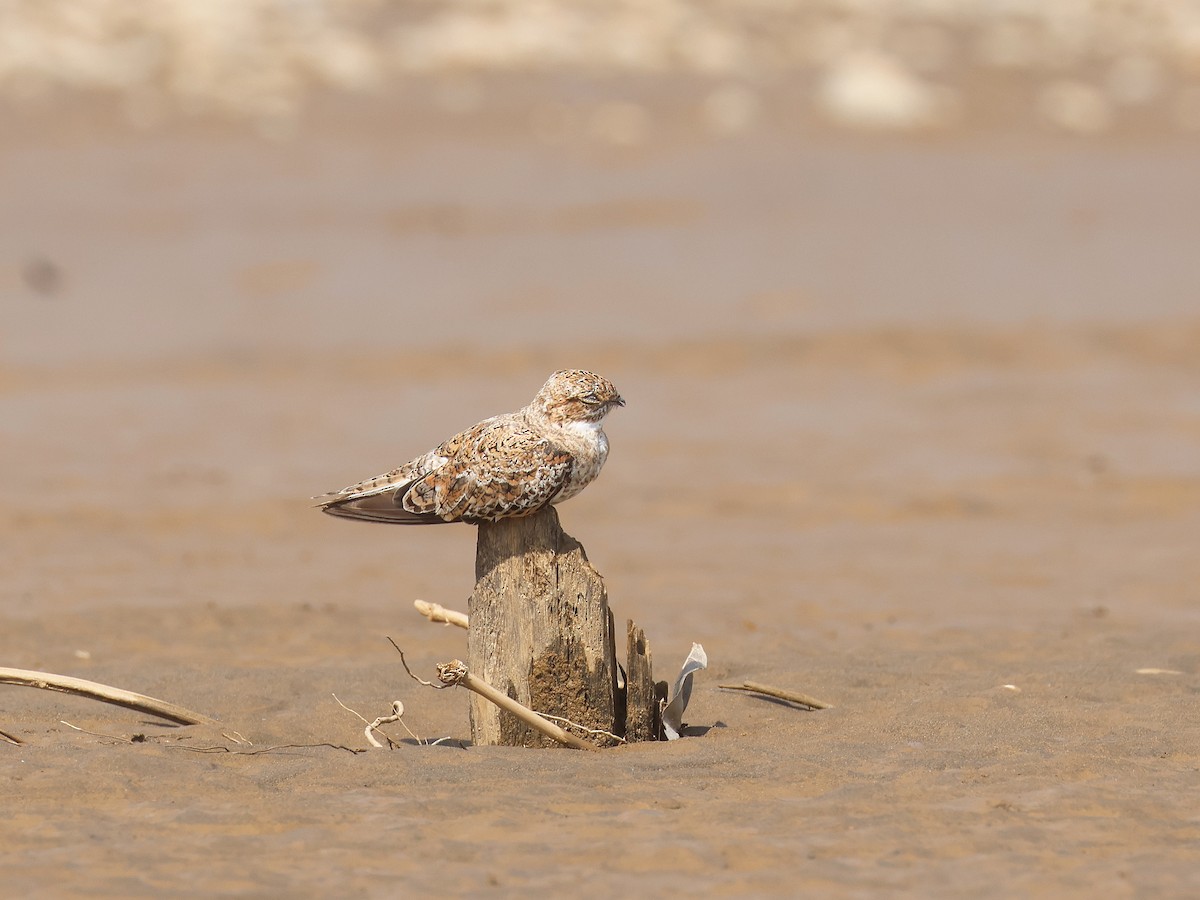 Sand-colored Nighthawk - ML644353917