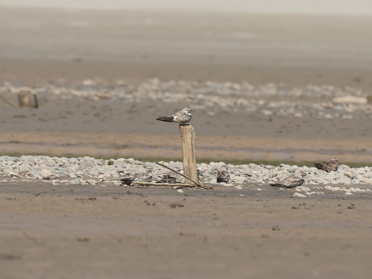 Sand-colored Nighthawk - ML644353918