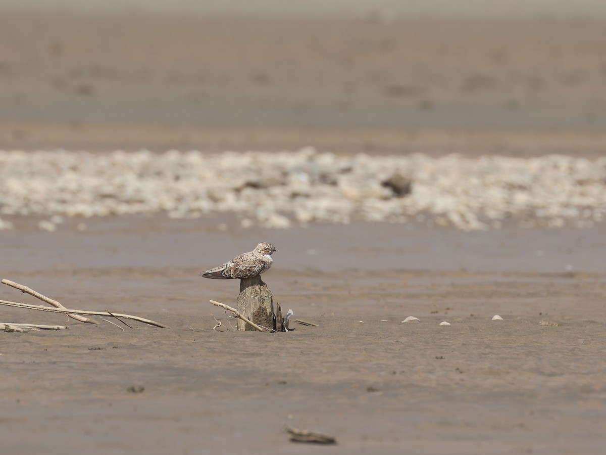 Sand-colored Nighthawk - ML644353919