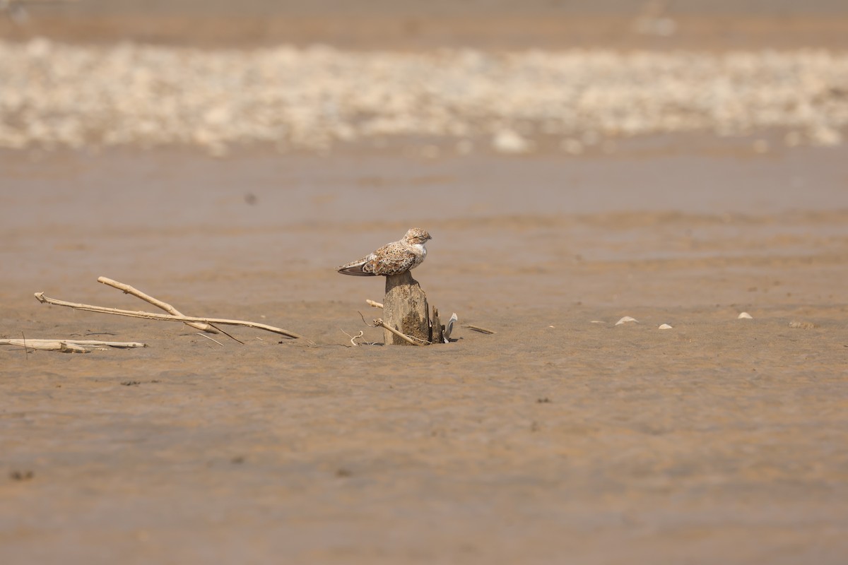 Sand-colored Nighthawk - ML644353920