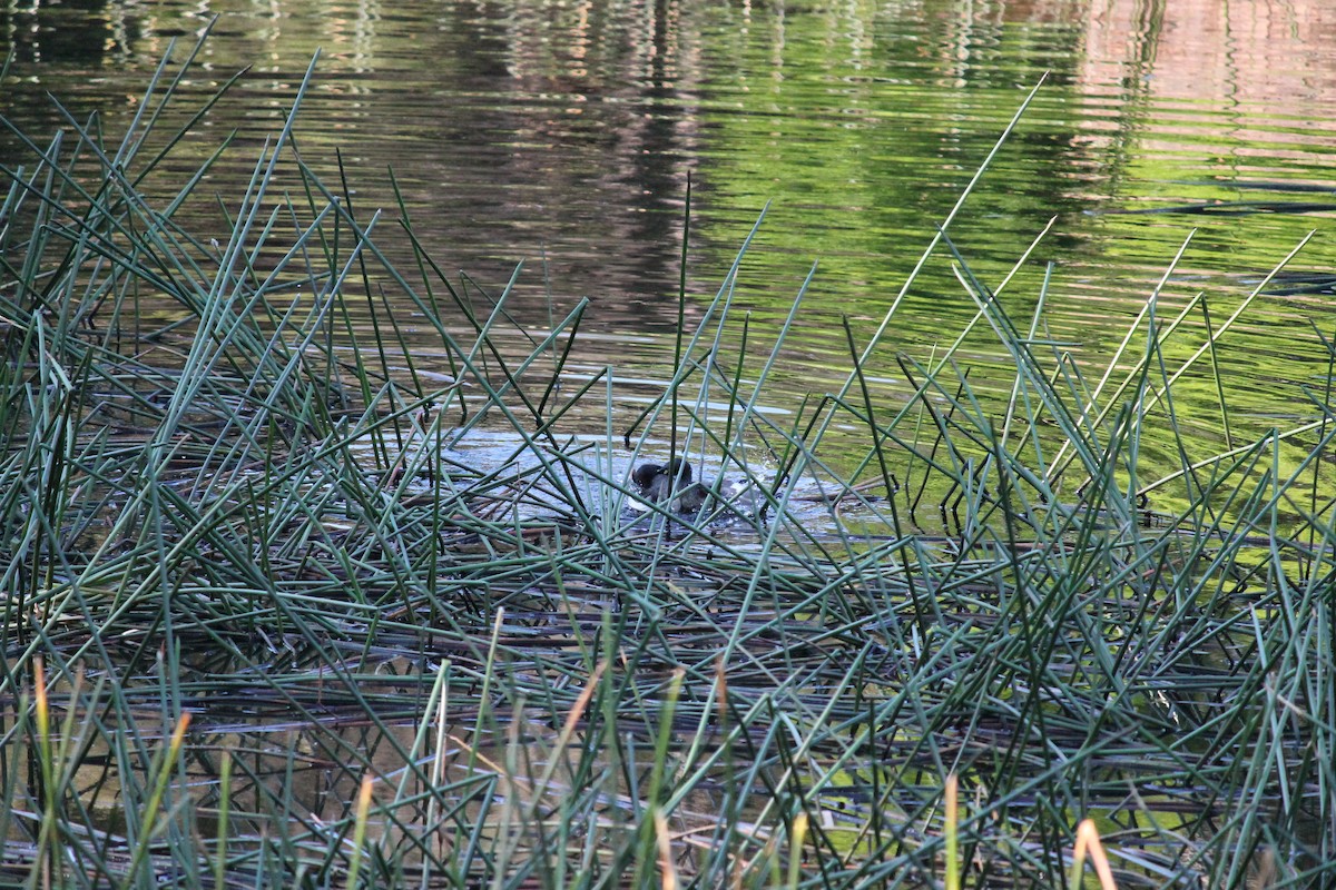 Australasian Grebe - ML644353923