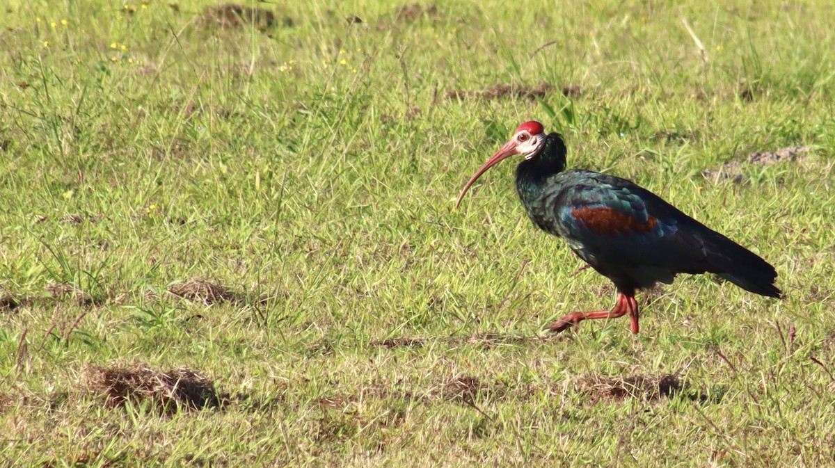 Southern Bald Ibis - ML644353927