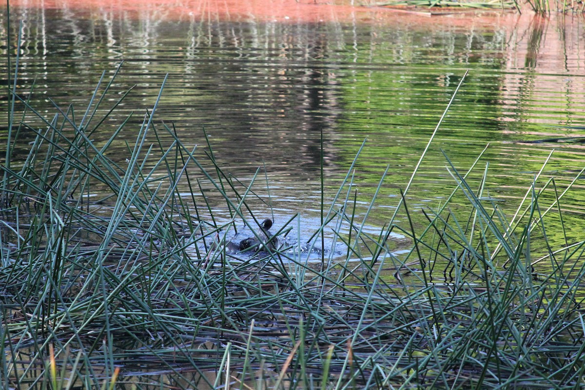 Australasian Grebe - ML644353928