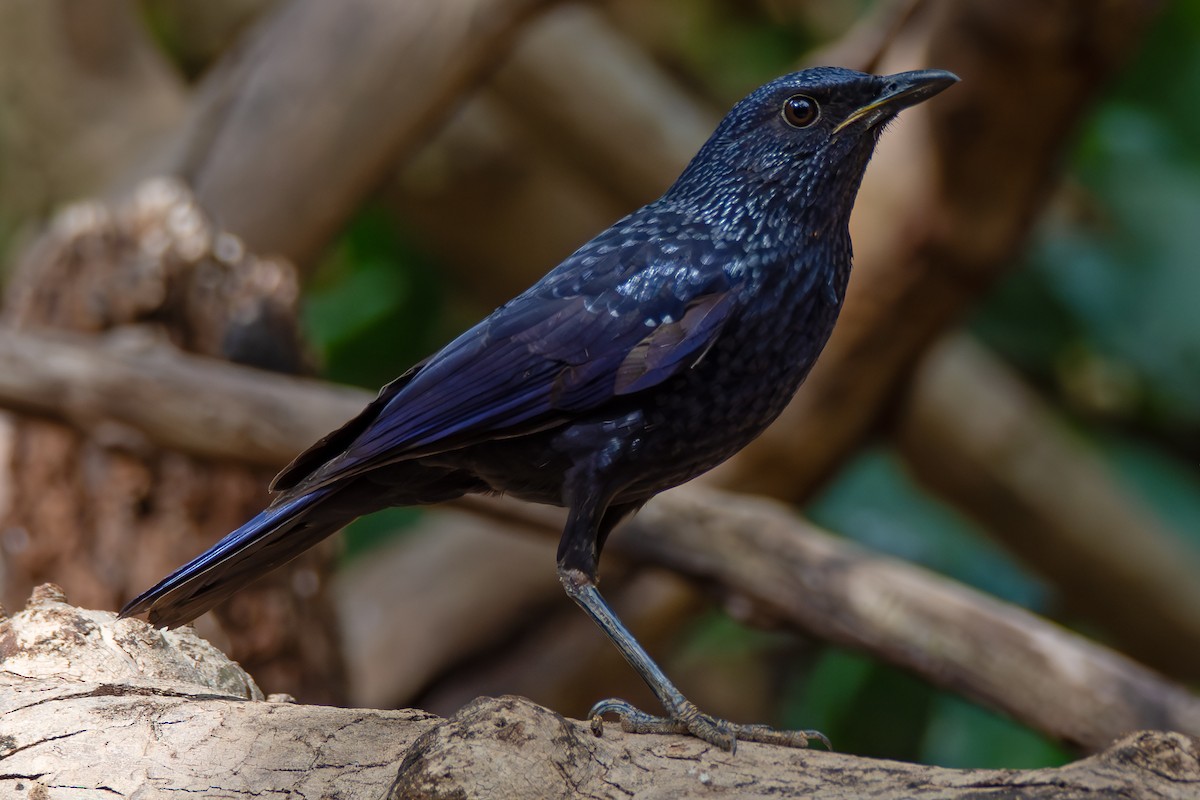 Нил исгэрээ хөөндэй - ML644353929