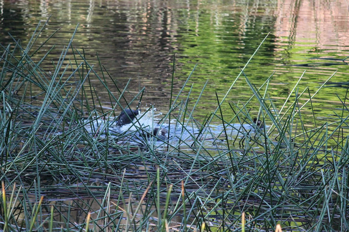 Australasian Grebe - ML644353942