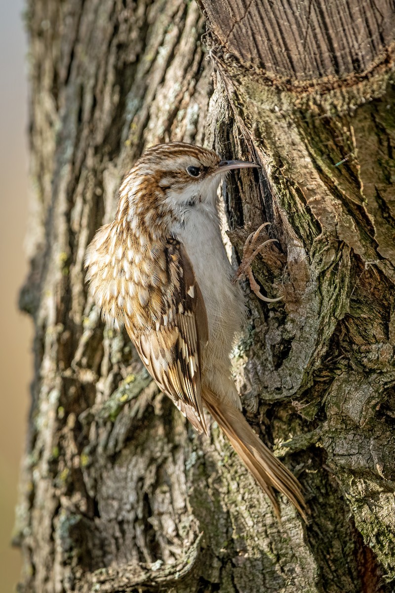 Хөвчийн бялзуумар - ML644353944