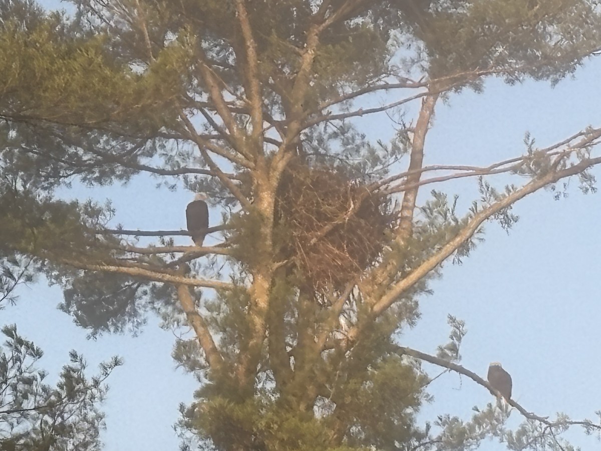 עיטם לבן-ראש - ML644353948