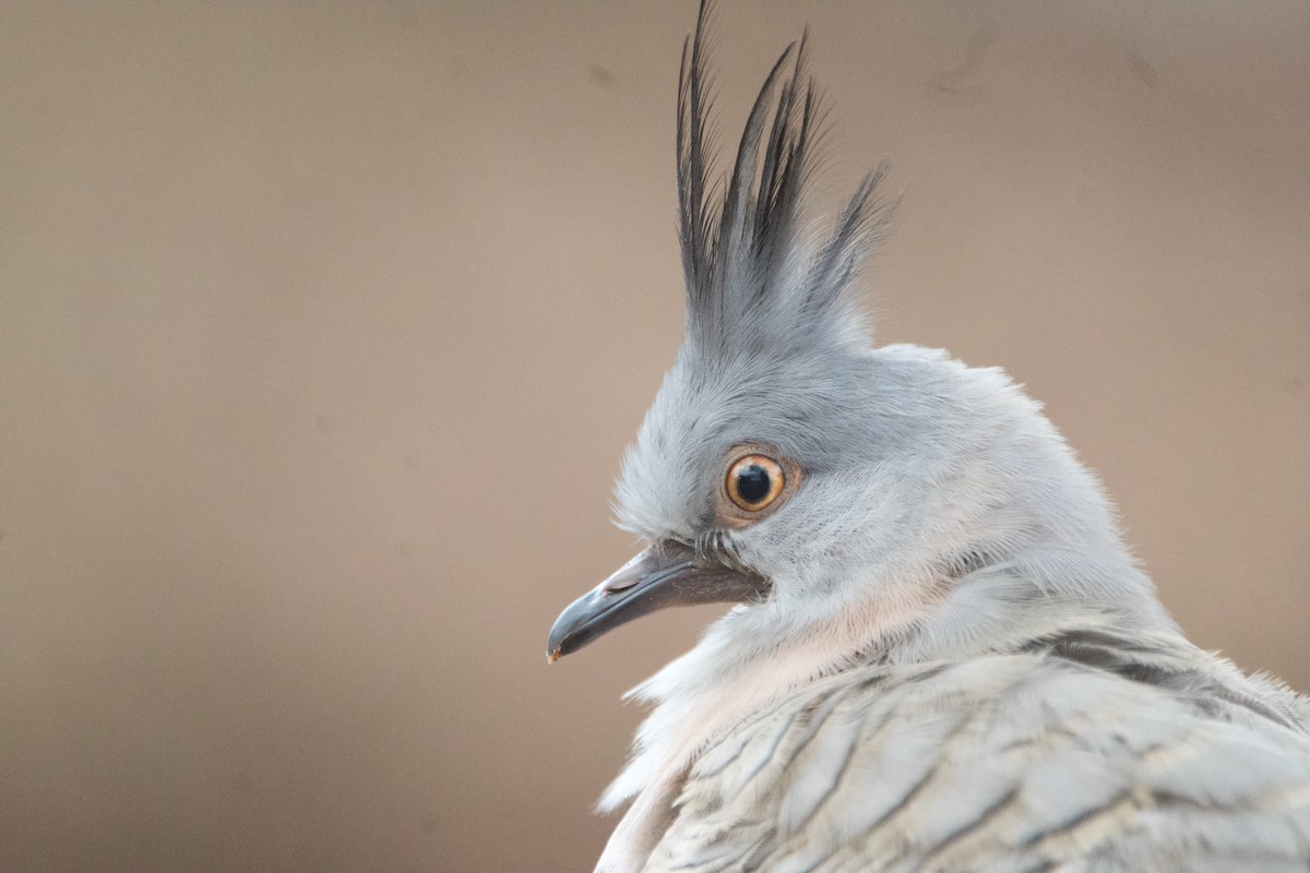 Crested Pigeon - ML644353949
