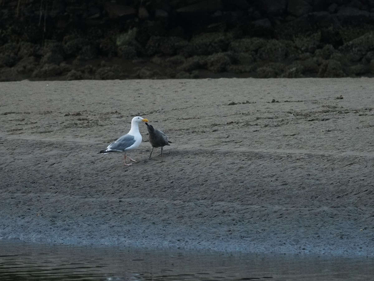 アメリカオオセグロカモメ - ML644353961