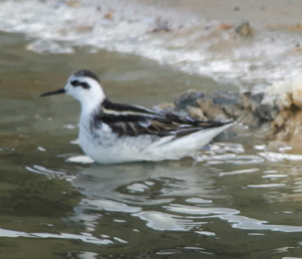 Плавунець круглодзьобий - ML644353963