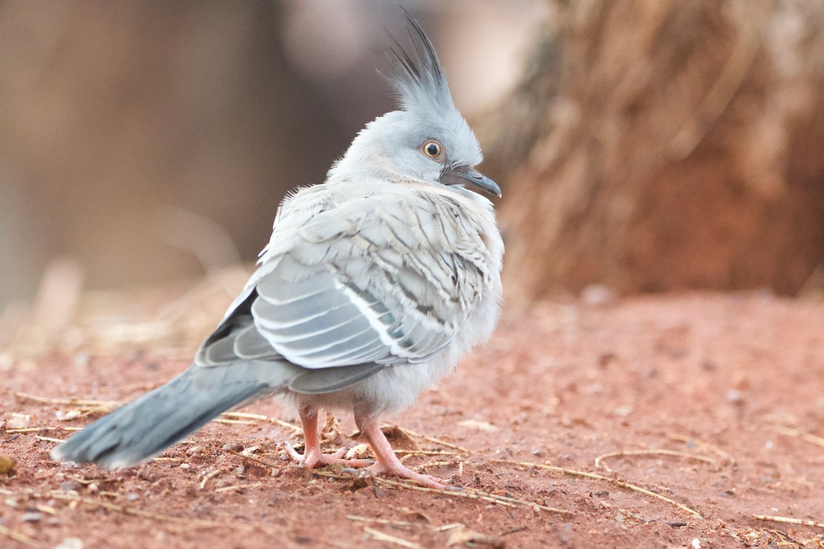 Crested Pigeon - ML644353967