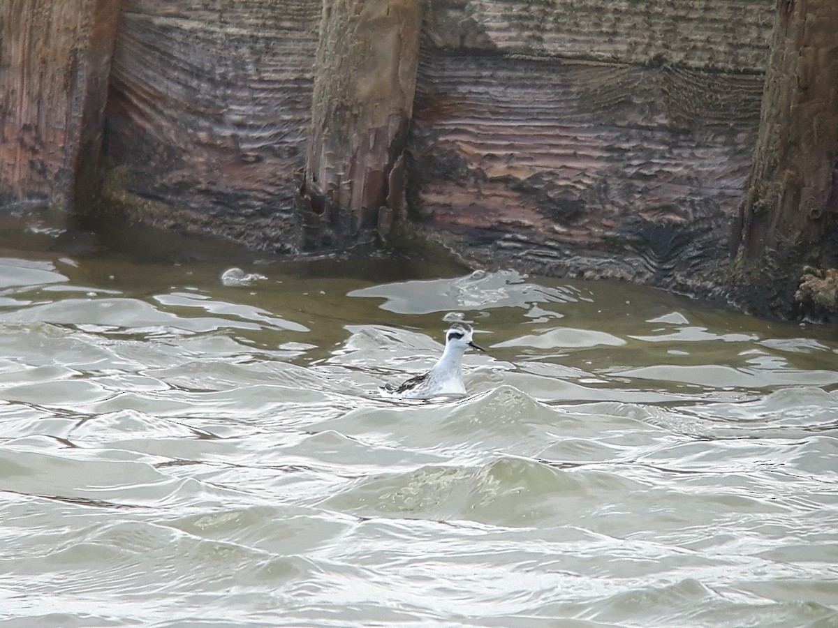 Плавунець круглодзьобий - ML644353971