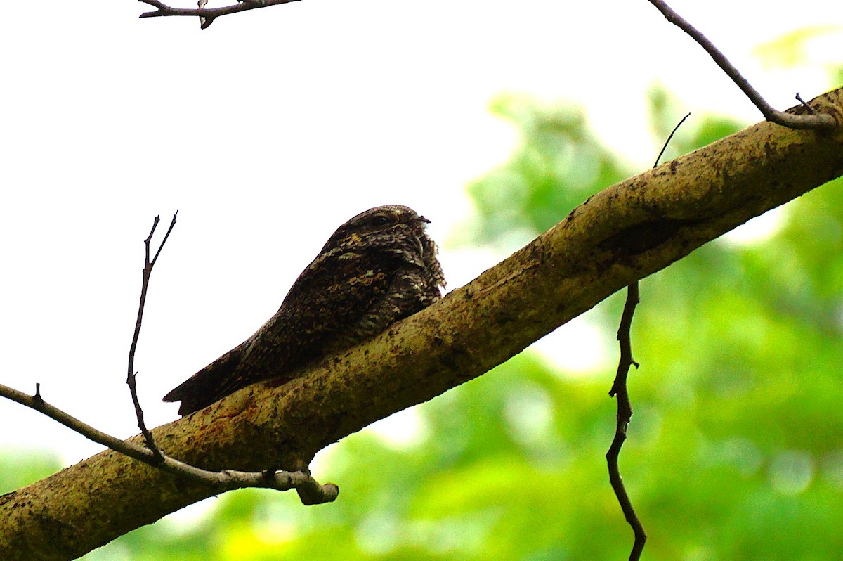 Лагс эргүүбор - ML644353983